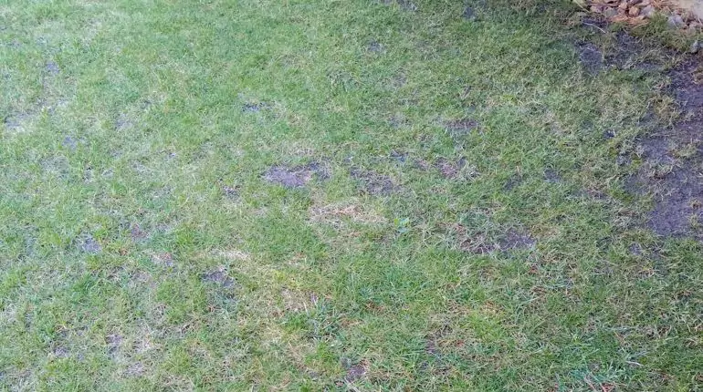 Obnova trávníku v zátiší za RD. Klidné zátiší, provzdušnění a odlehčení půdy, vyhubení plevelu, top dressing pískem a kompostem, obnova trávníku. slideshow2