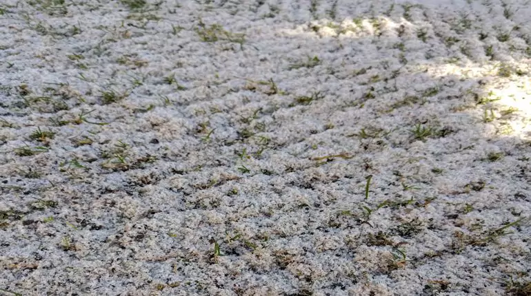 Obnova trávníku v zátiší za RD. Klidné zátiší, provzdušnění a odlehčení půdy, vyhubení plevelu, top dressing pískem a kompostem, obnova trávníku. slideshow5