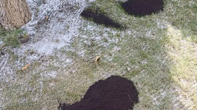 Obnova trávníku v zátiší za RD. Klidné zátiší, provzdušnění a odlehčení půdy, vyhubení plevelu, top dressing pískem a kompostem, obnova trávníku. slideshow7