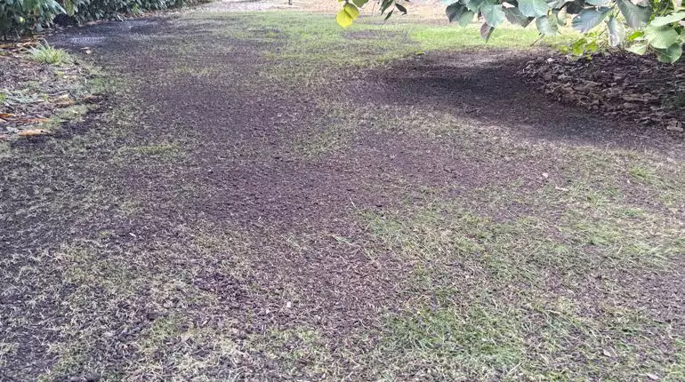 Obnova trávníku v zátiší za RD. Klidné zátiší, provzdušnění a odlehčení půdy, vyhubení plevelu, top dressing pískem a kompostem, obnova trávníku. slideshow8