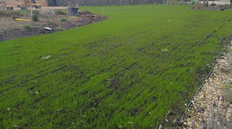 Na nový trávník se těší rodina v okr. Litoměřice. Odtěžení vrstvy jílu, bude krásná nová půda, instalace závlahy, výsev trávníku.