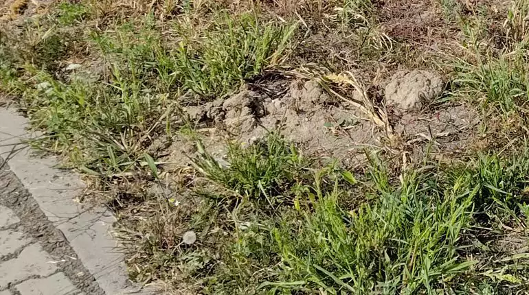 Na nový trávník se těší rodina v okr. Litoměřice. Odtěžení vrstvy jílu, bude krásná nová půda, instalace závlahy, výsev trávníku. slideshow2